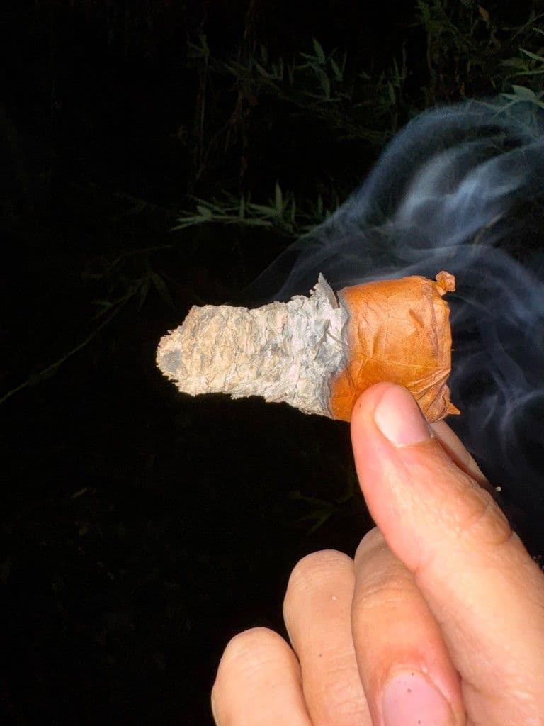 Final inch of a Ramon Allones Casino Monaco cigar with long ash